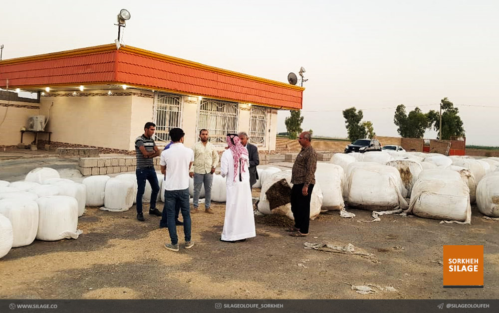 بازدید خریدار اماراتی علوفه از شرکت سیلاژ علوفه سرخه و رضایت صد درصدی وی از کیفیت.