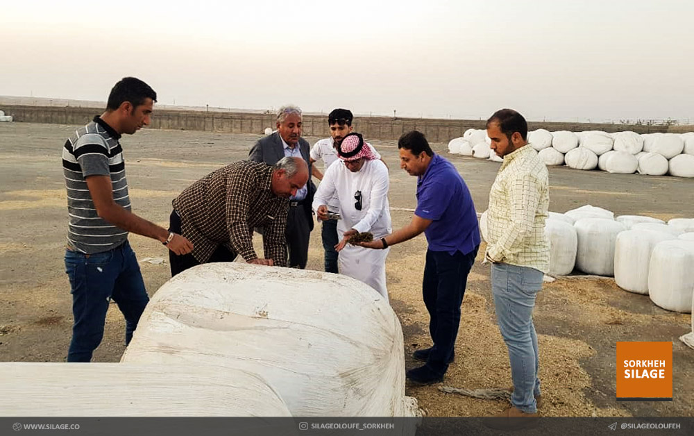 بازدید خریدار اماراتی علوفه از شرکت سیلاژ علوفه سرخه و رضایت صد درصدی وی از کیفیت.