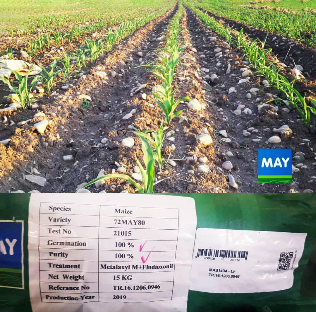 عوامل بد سبزی