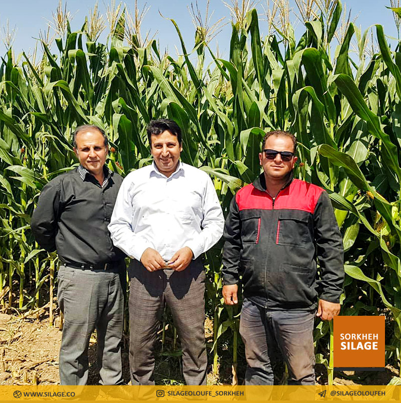 بازدید از مزارع 350 هکتاری کشت و صنعت شریف آباد قزوین مورخ 98/6/22